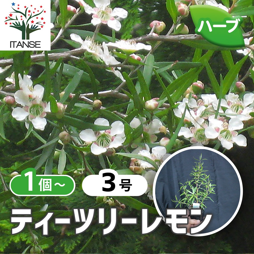 観葉草木特集