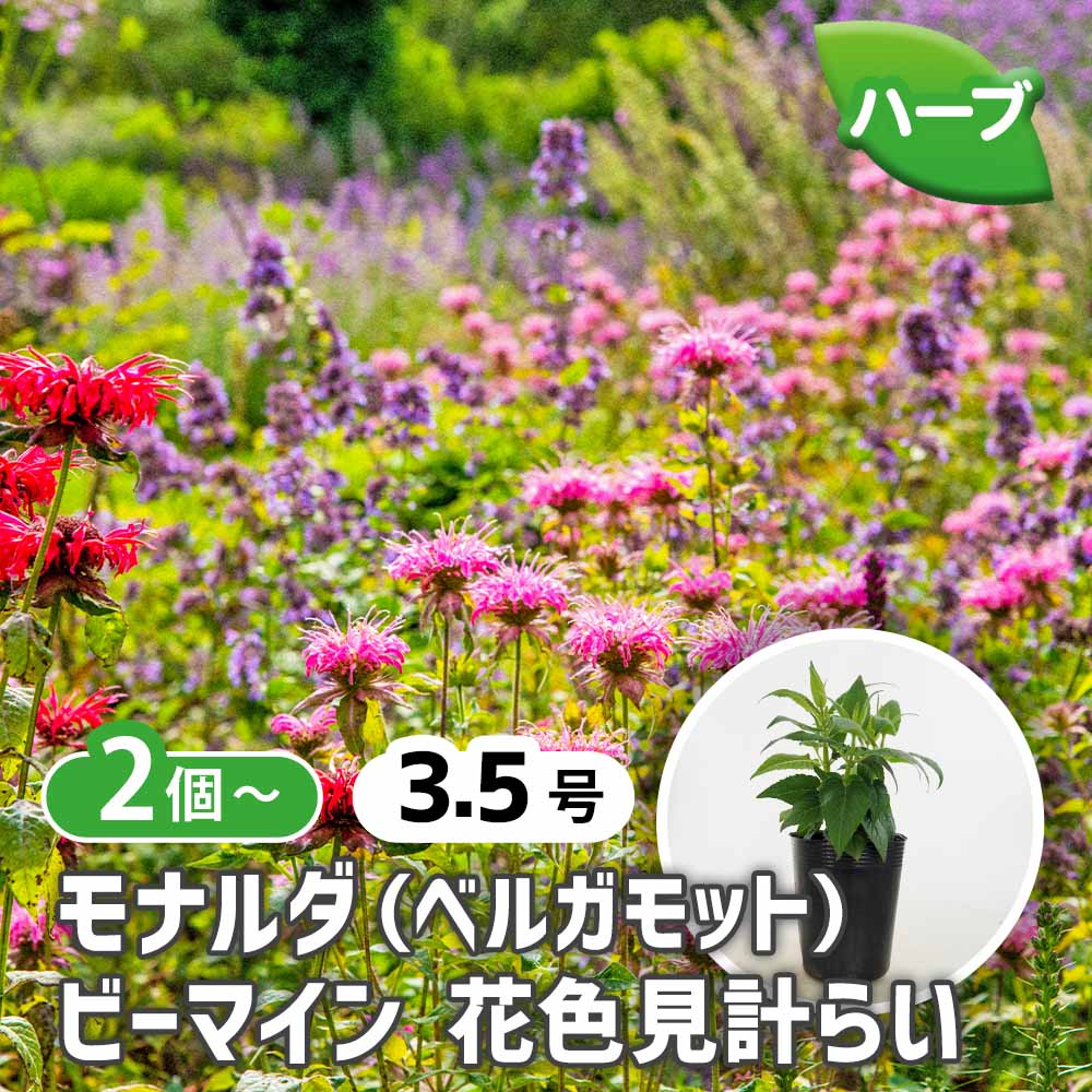 観葉草木特集
