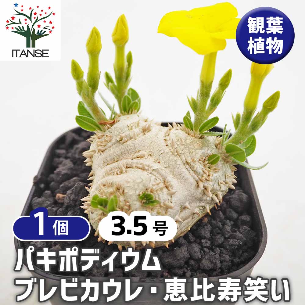 【マラソン★P５倍】 パキポディウム ブレビカウレ 恵比寿笑い 【 多肉植物 3.5号／1個売り 】 塊根植物 コーデックス 多肉植物 観葉植物