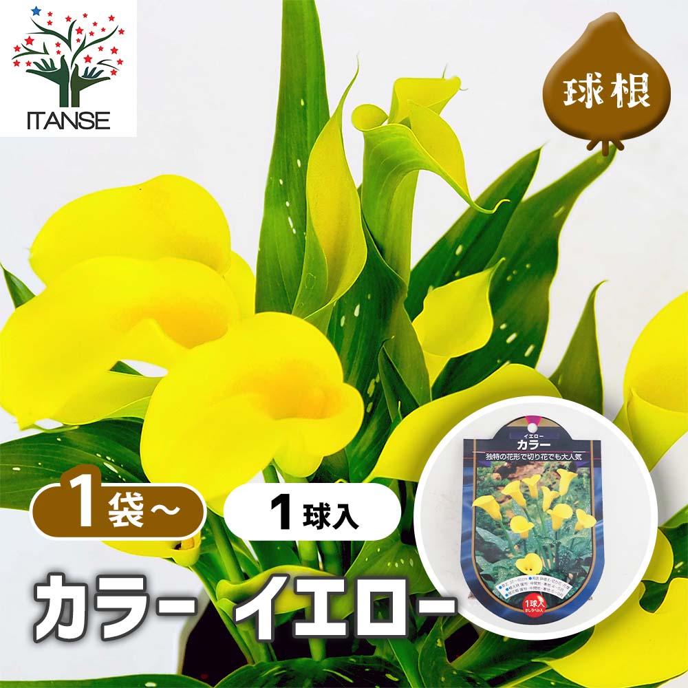 【マラソン★P5倍】 花球根 カラー イエロー 【 花球根 1球 】 球根の花 鉢植え 地植え ガーデニング