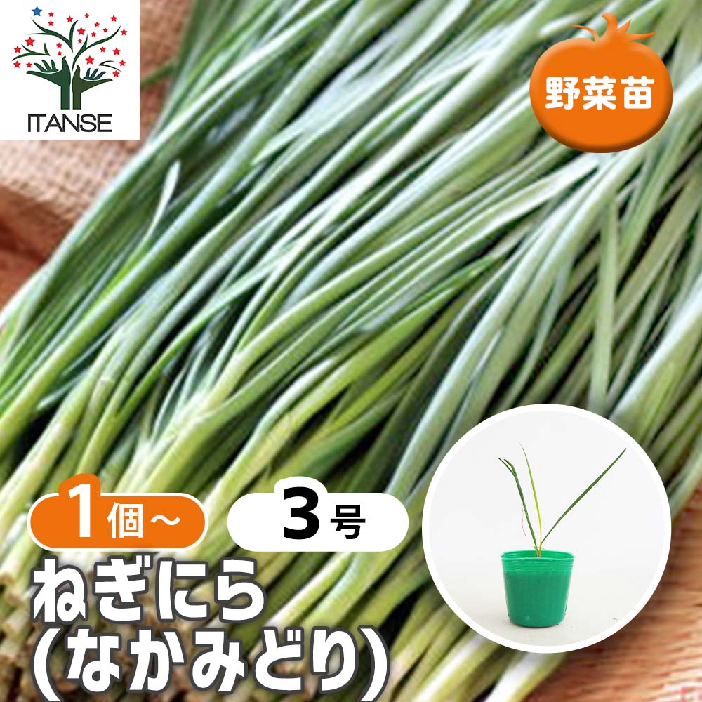 観葉草木特集