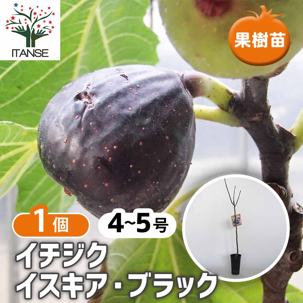 【マラソン期間P５倍】 イチジク イスキア ブラック 【 果樹の苗木 4号／1個売り 】 果樹苗 イチジクの苗イチジク いちじく｜植物販売のＩＴＡＮＳＥ店