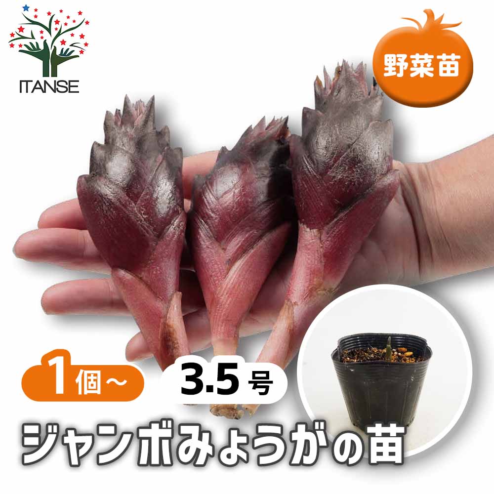 観葉草木特集
