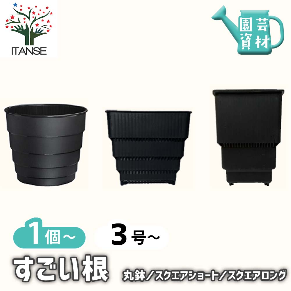 観葉草木特集