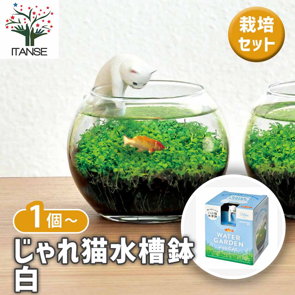 観葉草木特集
