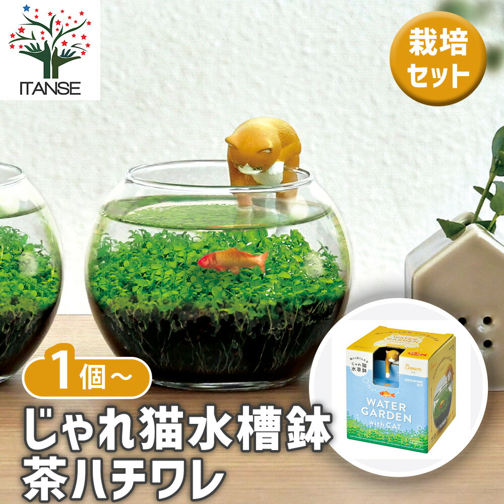 観葉草木特集