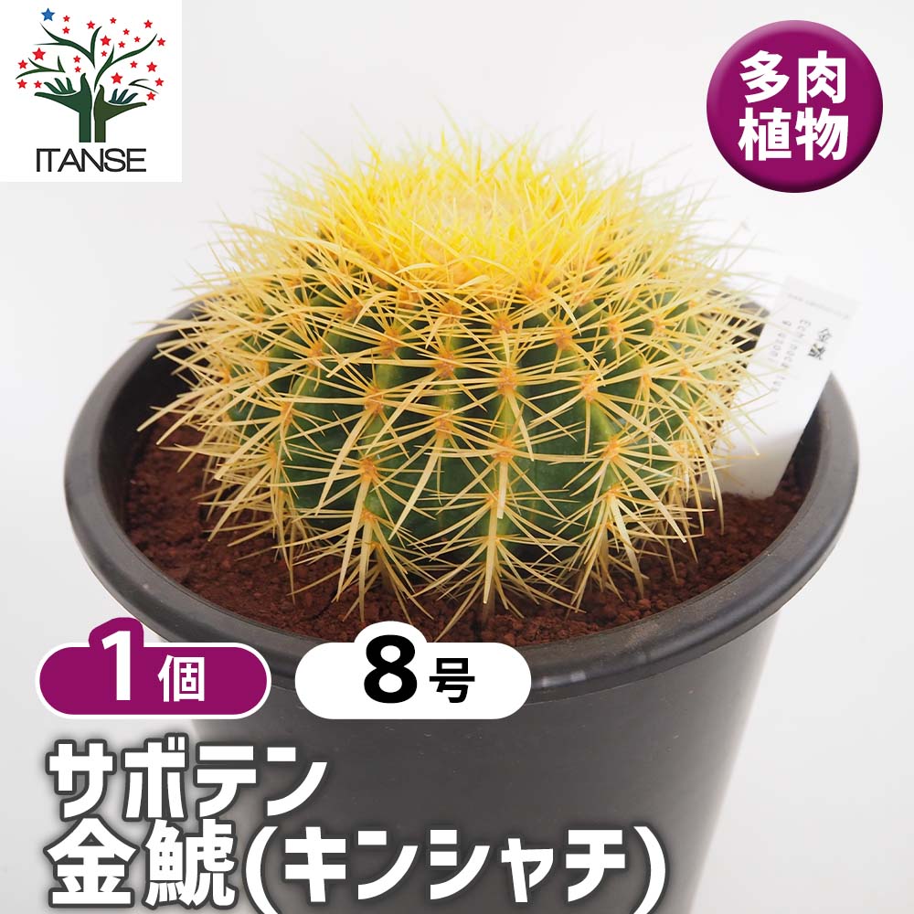 【マラソン★P5倍】 サボテン 金鯱(キンシャチ) 【 多肉植物 8号／1個売り 】 サボテン さぼてん 仙人掌 多肉植物 観葉植物 リビング オフィス 事務所 インテリア 大型