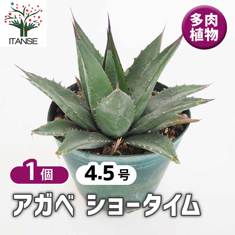 観葉草木特集 観葉植物-花・ガーデン・DIY-花・観葉植物
