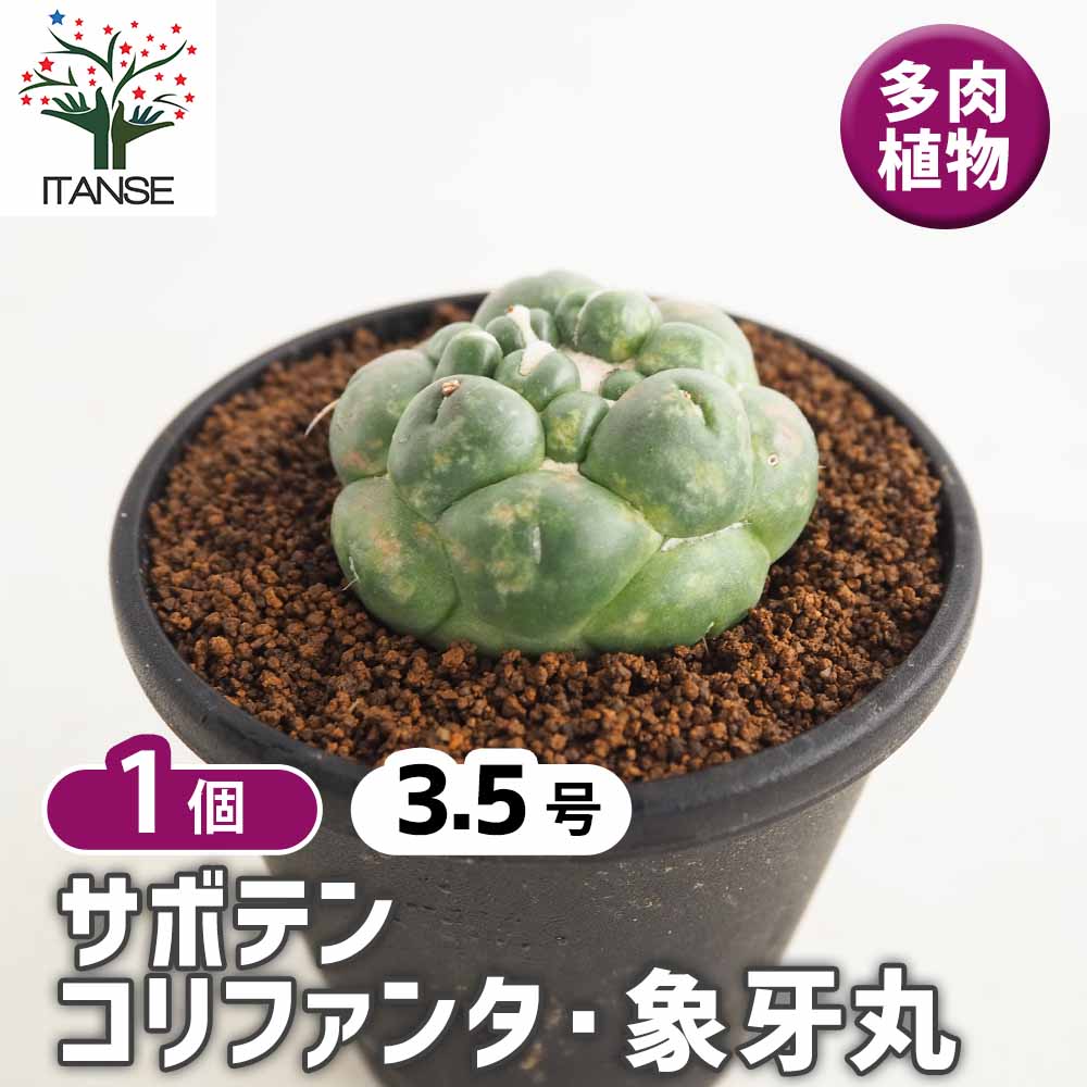 【マラソン★P5倍】 サボテン コリファンタ 象牙丸 【 多肉植物 3.5号／1個売り 】 サボテン さぼてん 仙人掌 多肉植物 観葉植物 リビング オフィス 事務所 インテリア 大型