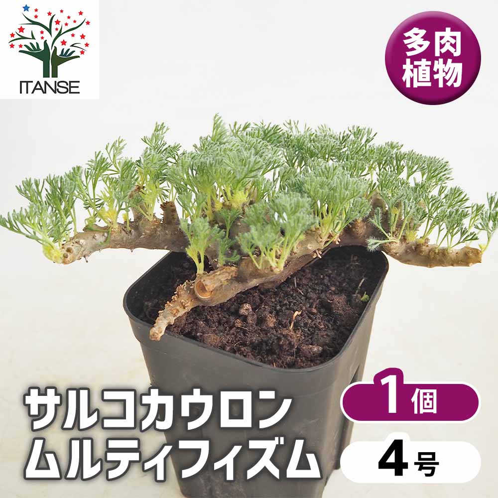【マラソン期間P5倍】 サルコカウロン ムルティフィズム 【 多肉植物 4号/1個売り 】 多肉植物 Sarcocaulon サボテン 塊根植物 コーデックス ワックス質 ロウソク ブッシュマンズキャンドル 南アフリカ|植物販売のITANSE店