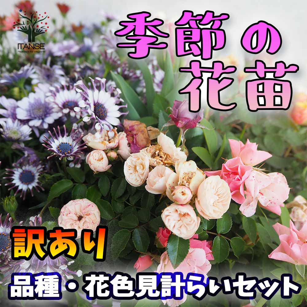 楽天市場】【送料無料】フェリシタス コルダナ ミニバラ 薔薇の苗木【花苗 3.5号鉢 ／1個売り】バラ苗 バラの苗 薔薇苗 薔薇の苗 花苗 花の苗  ローズガーデン イングリッシュガーデン rose バラ園 フラワーガーデン : 植物販売のＩＴＡＮＳＥ楽天市場店