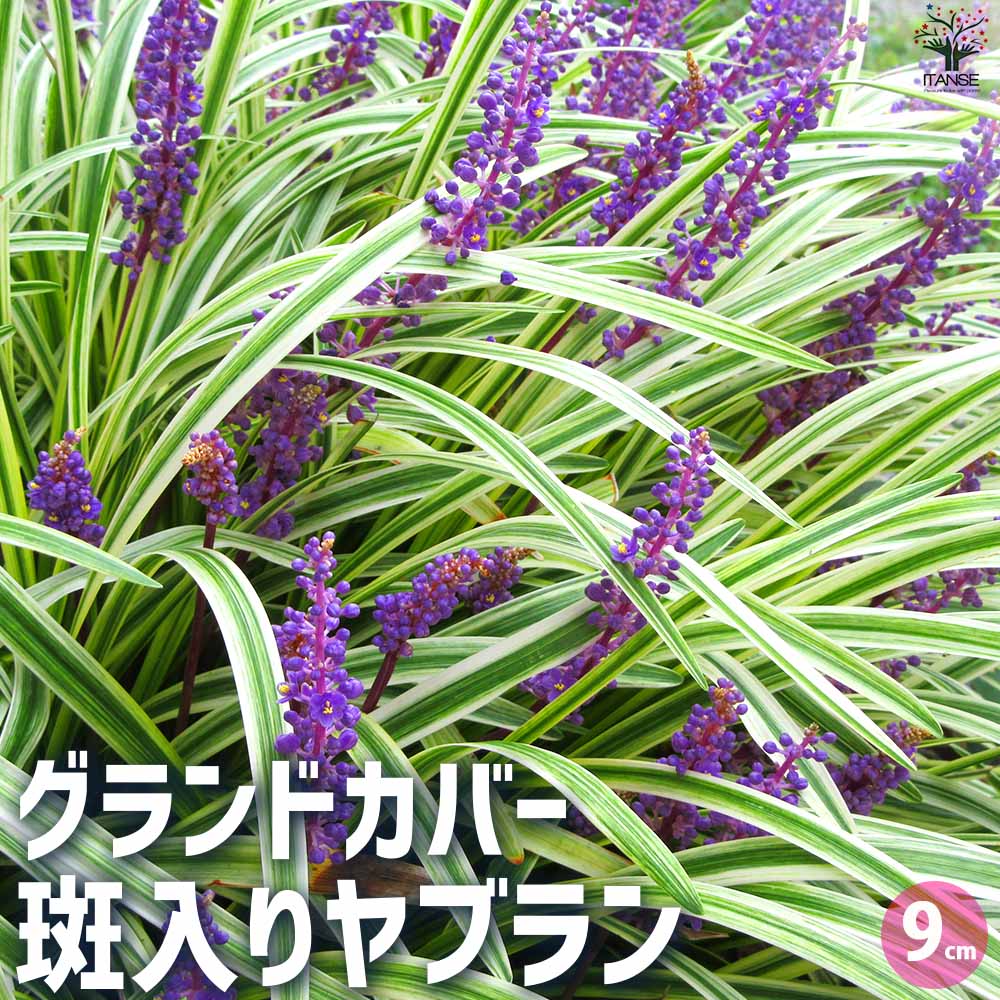 観葉草木特集