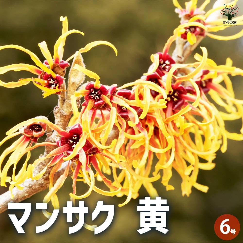 【送料無料】マンサク 花木苗 6号鉢 1個売り 花木 植木 庭木 満作 万作 マンサク プラムゴージャス カラーリーフ 常盤万作 常盤満作 送料無料 即納