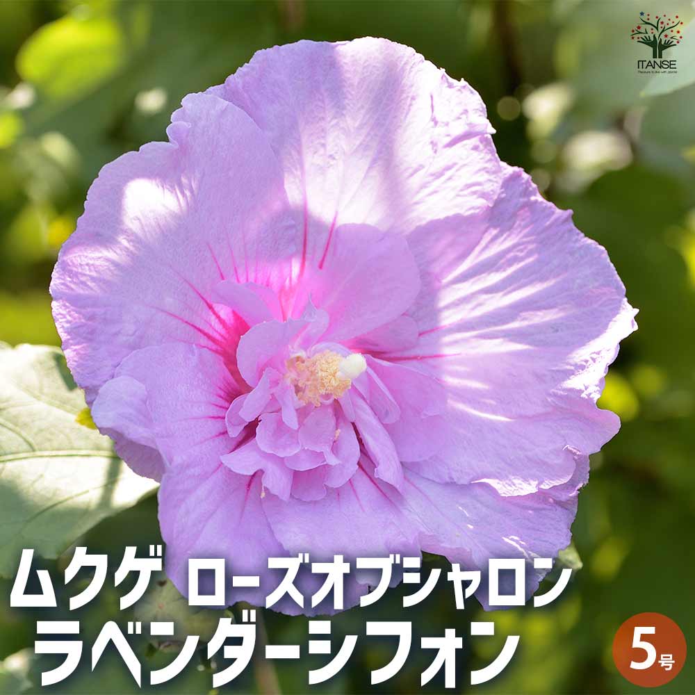 【送料無料】ムクゲ ラベンダーシフォン 花苗 5号 ローズオブシャロン ハチス キハチス モクゲ 八重咲き 送料無料 即納