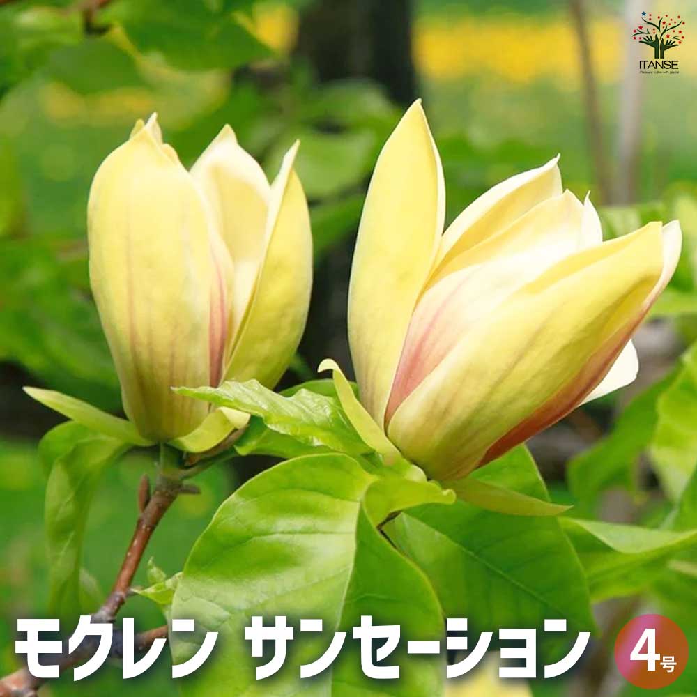 楽天市場】モクレン マグノリア 苗 【金寿 （黄花）】 約1.5m 根