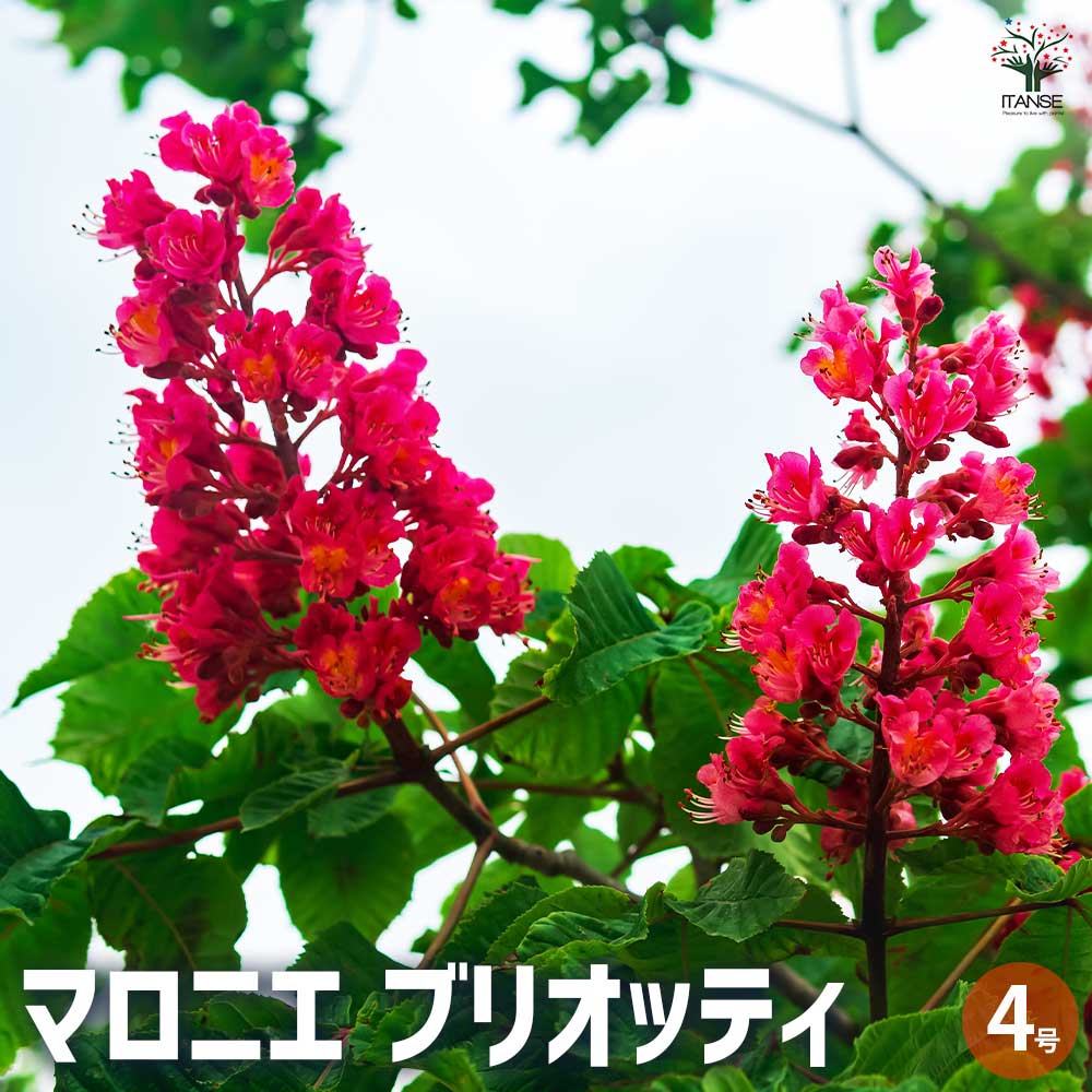 【楽天市場】【送料無料】マロニエ ブリオッティ 花木苗 1年生接木苗4号 トキノキ セイヨウトチノキ ベニバナトチノキ 送料無料 即納:植物 ...