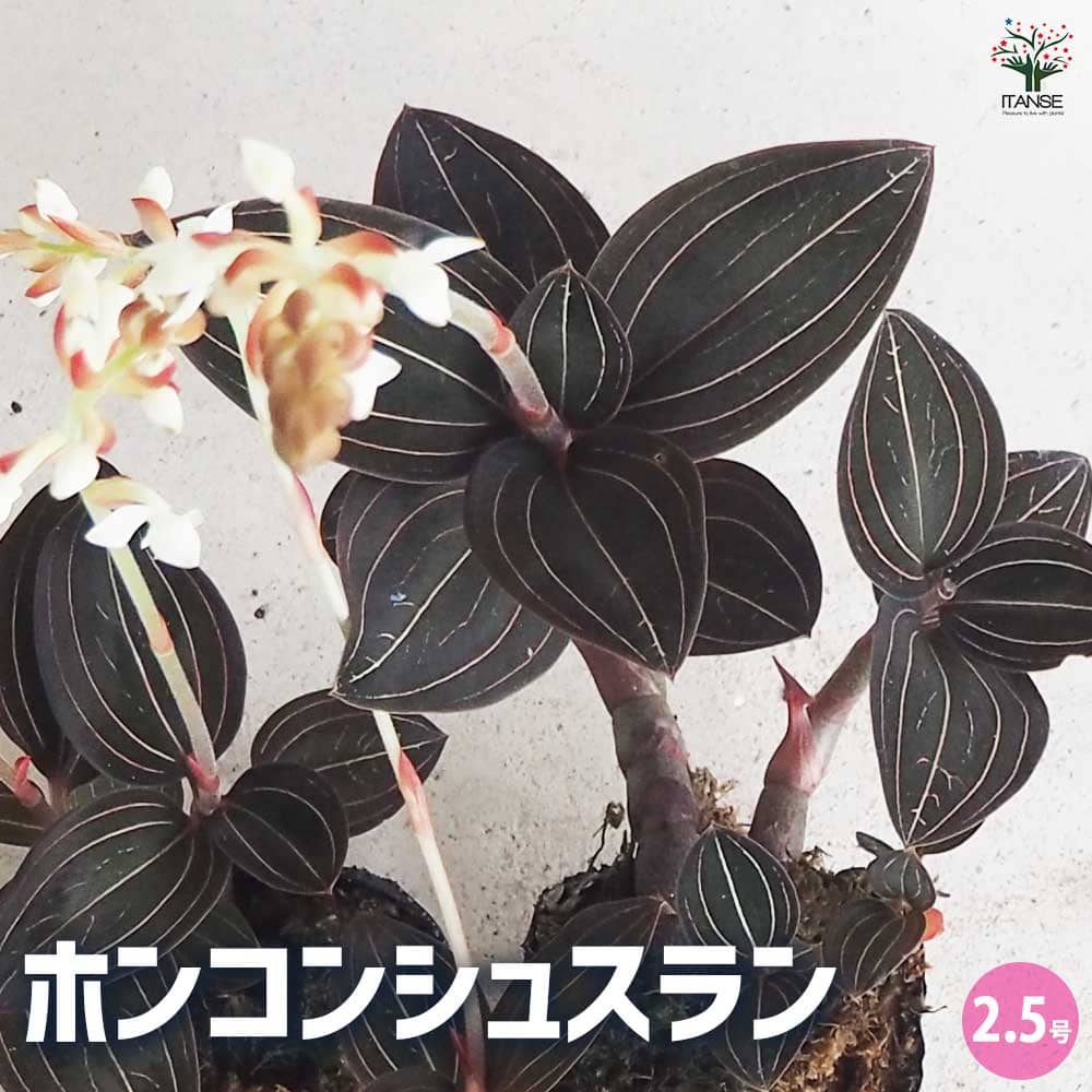 観葉草木特集
