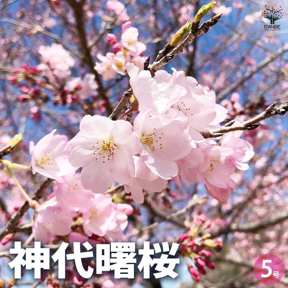楽天市場】さくら 【神代曙桜 (じんだいあけぼの）】 1年生接木