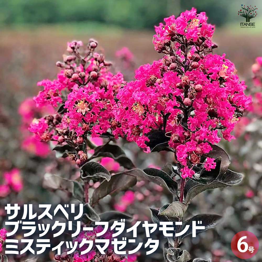 楽天市場】【現品】サルスベリ(百日紅) 濃いピンク 株立ち 苗木 樹高