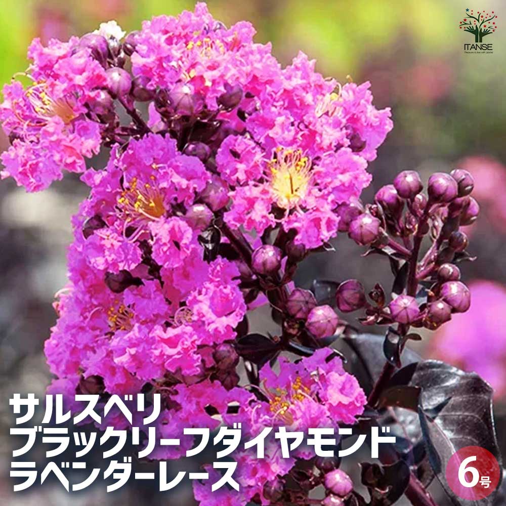 サルスベリ　百日紅　植木　紫 楽天市場】サルスベリ(百日紅) 紫花 苗木 樹高約1.3m【落葉後