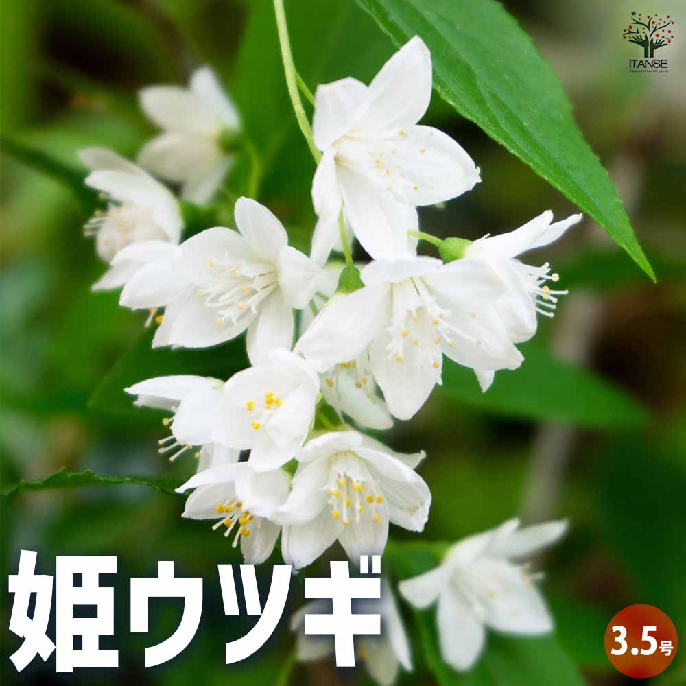 【送料無料】姫ウツギ 花苗 3.5号ポット 花木 庭木 ガーデニング 花 紫陽花 アジサイ カラフル 鑑賞 送料無料 即納