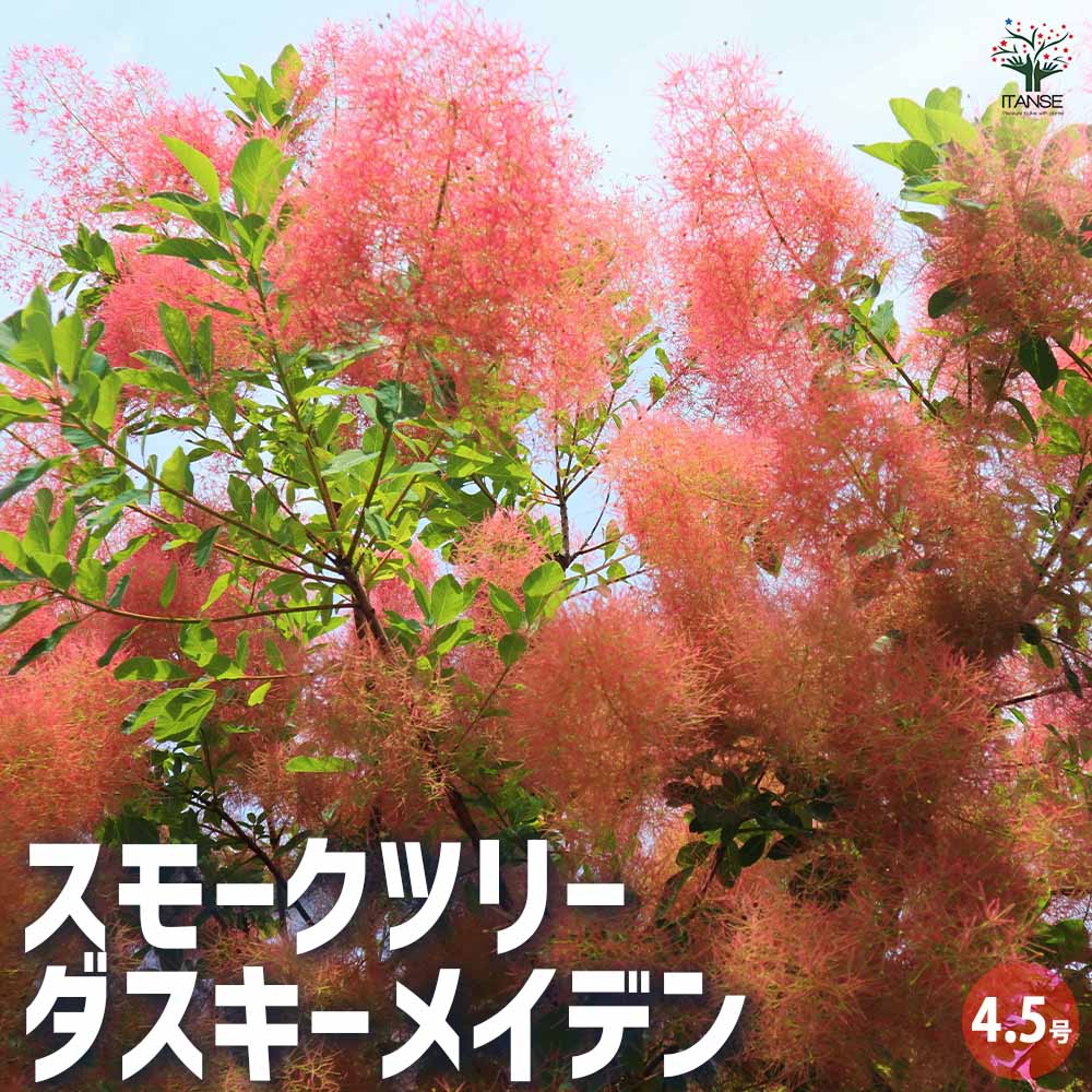 楽天市場】◇送料無料◇ スモークツリー 苗 【ロイヤルパープル （濃