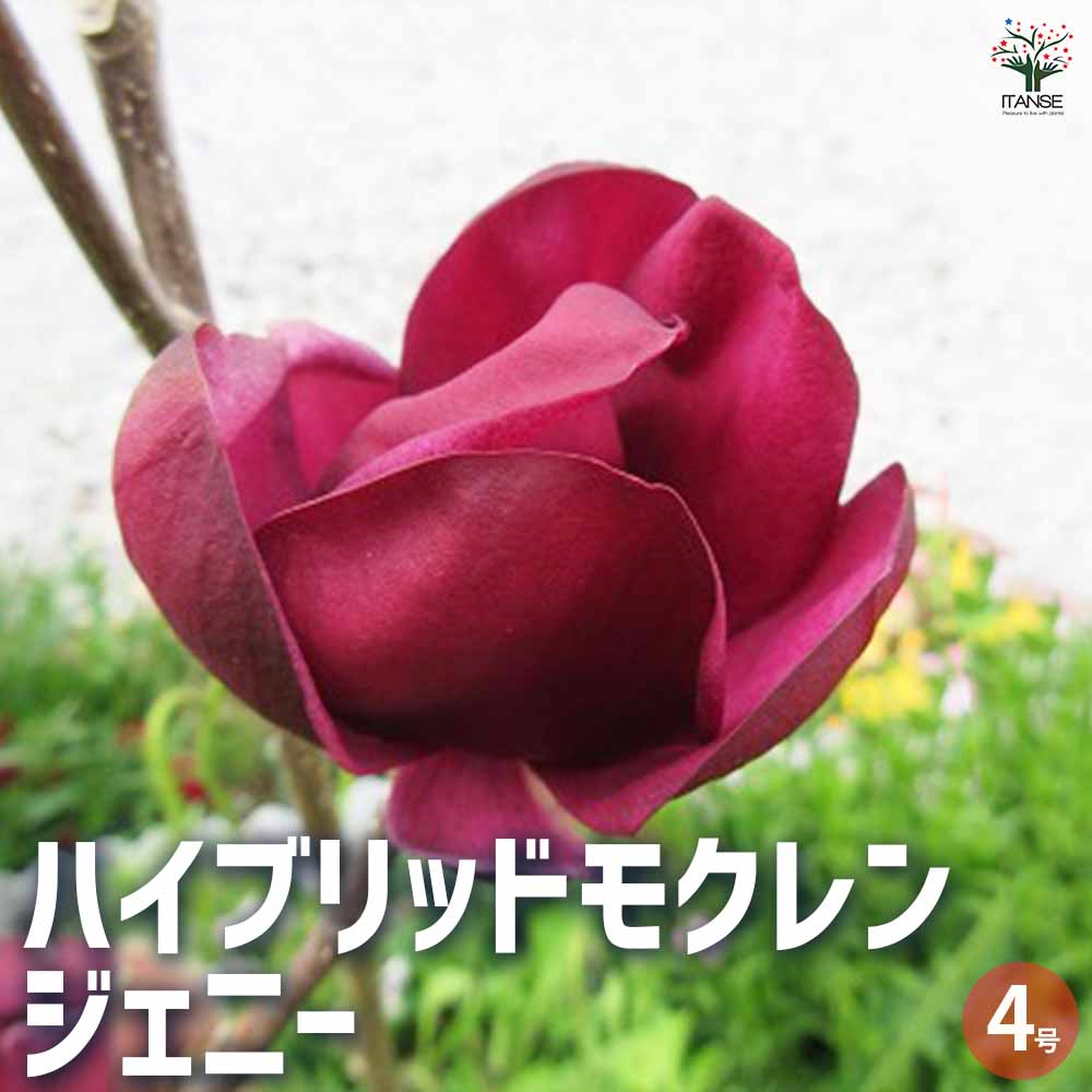 楽天市場】2024年4月上旬開花中 ハイブリッドモクレン 苗木