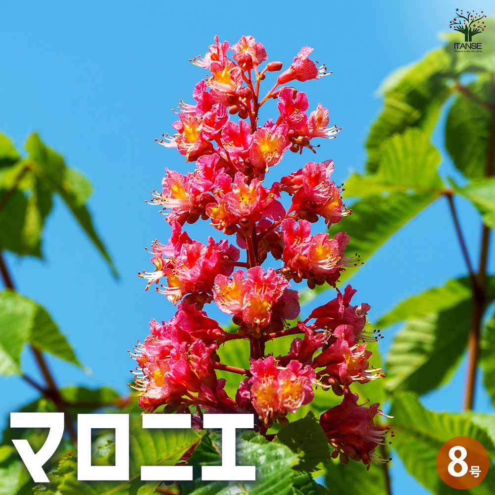 【楽天市場】【P5倍★SS期間中】マロニエ 【花木苗 8号ポット/1個売り】セイヨウトチノキ トチノキ 馬栗 街路樹 シンボルツリー:植物販売 ...