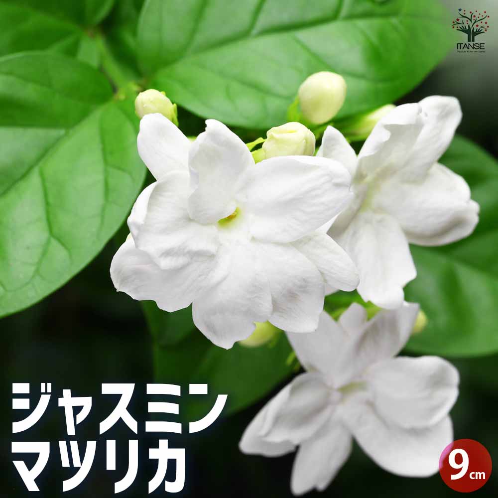 楽天市場】寒さに強く香り抜群！！《ジャスミン ホワイトプリンセス 苗
