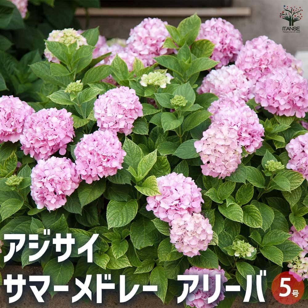 楽天市場】アジサイ スターリットスカイ ブルー 3.5号ポット苗