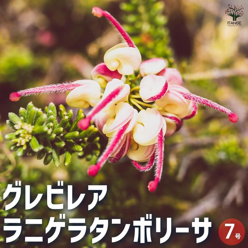 希少。グレビレア ハニージョー1.2M(鉢底から)☆人気につき再入荷☆ 庭木・植木：グレビレア（ハニージョー）*7号ポット : 遊恵盆栽