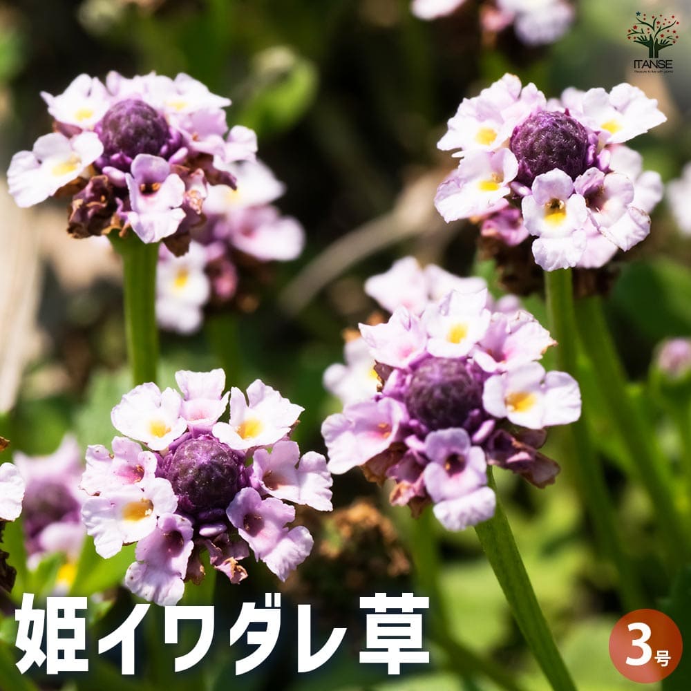 【マラソン期間P5倍】姫イワダレ草 ( ヒメイワダレソウ ) 花苗 3号ポット 花木苗 花木の苗 花の苗 花苗 イワダレ草 岩垂草 ヒメイワダレソウ 踏圧耐性 クマツヅラ 送料無料 即納|植物販売のITANSE店