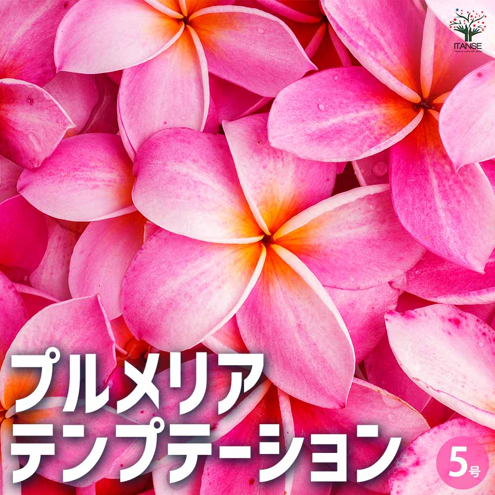 楽天市場】プルメリア プディカ 苗木 今年開花予定株 花嫁のブーケ