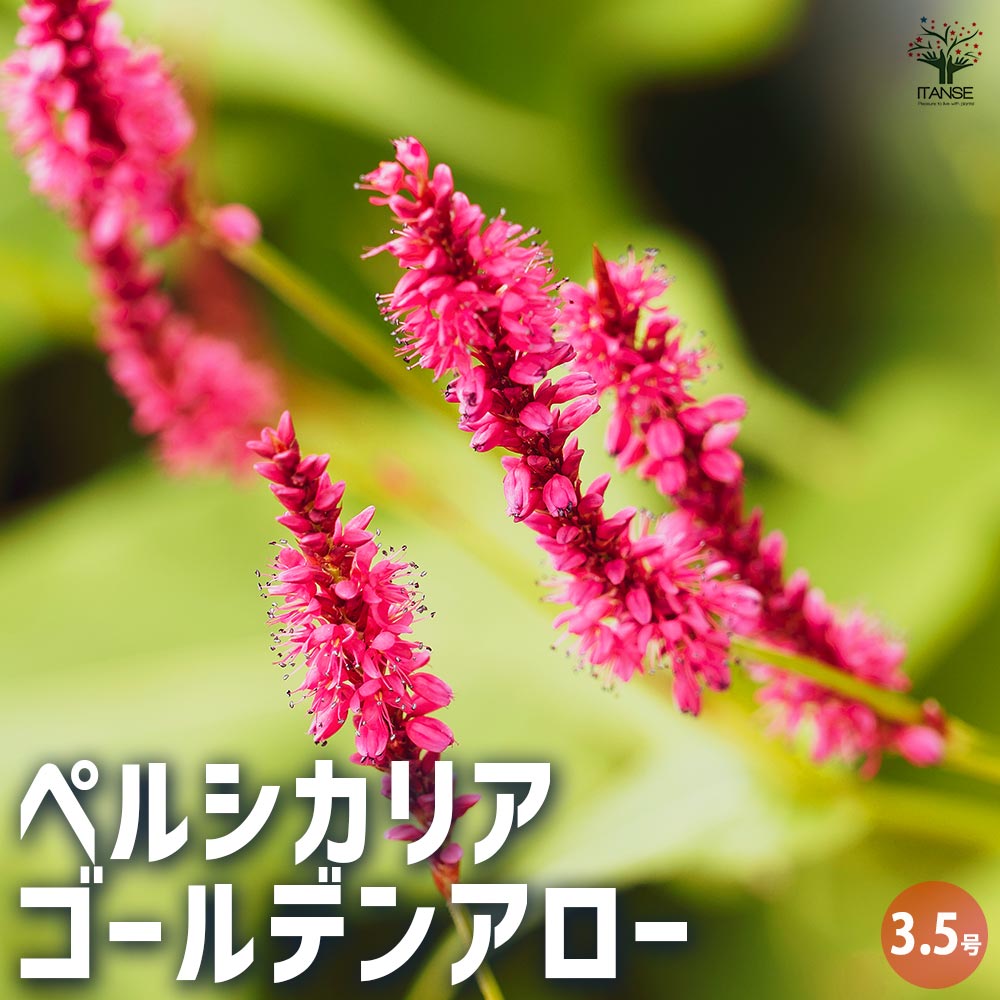 受付用 ペルシカリアレッドドラゴン苗 ペルシカリア・レッドドラゴン