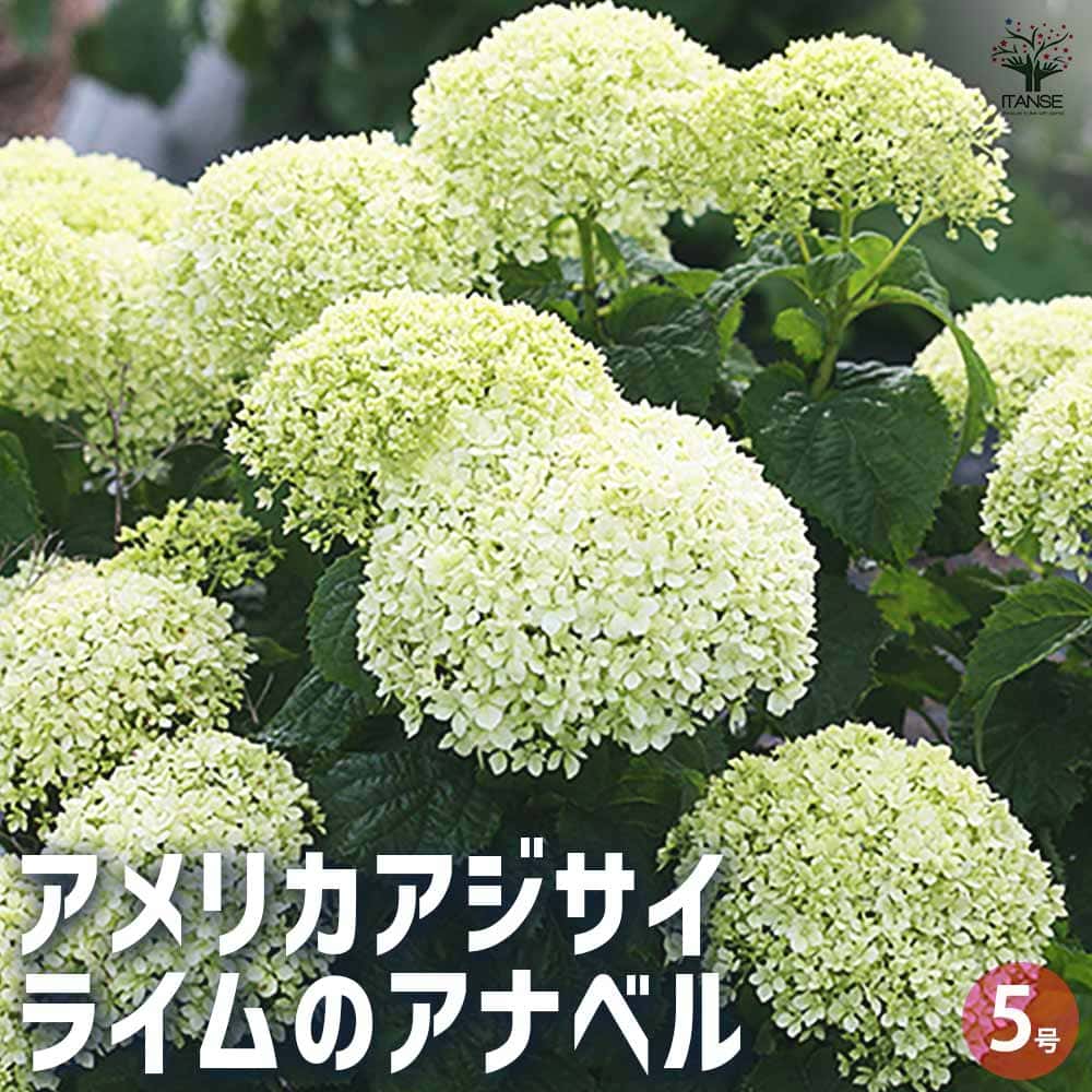 楽天市場】アジサイ シュガーホワイト 5号鉢 ハイドランジア