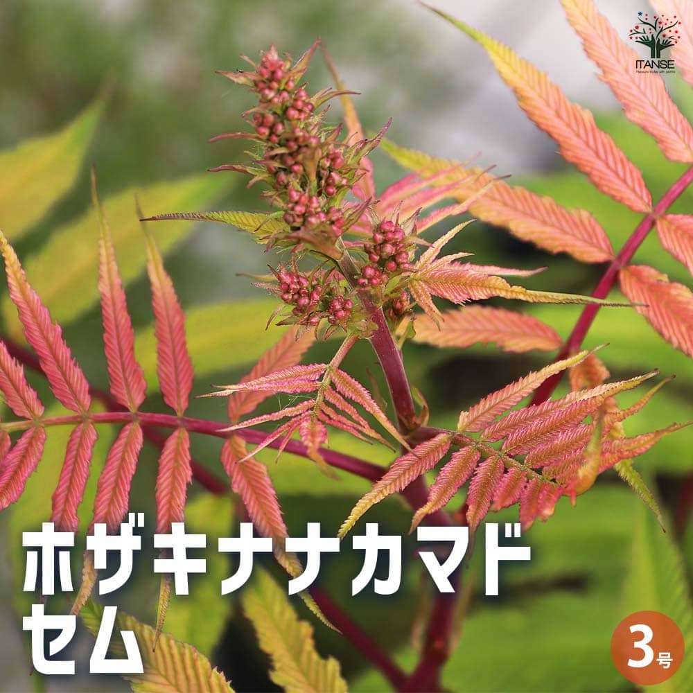 観葉草木特集