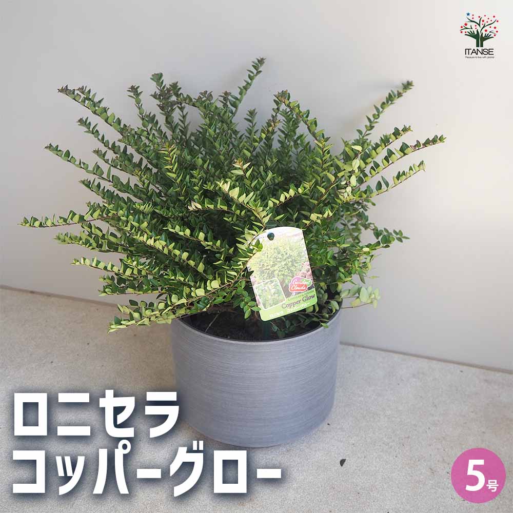 【にこにこ植物】速達 速達】残り2つで終了！サービス品！タッパまるごと 月光爪哇