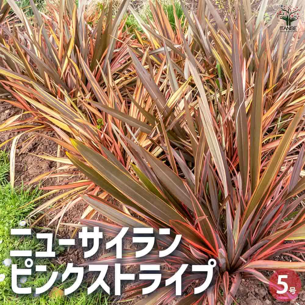 楽天市場】ナゴラン 縞と無地葉 2個セット n003一点物 現品販売古典