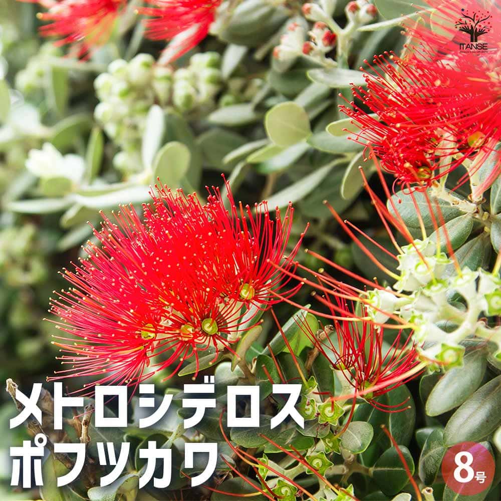 【マラソン★P5倍】メトロシデロス ポフツカワ 花木苗 8号 1個売り エクスケルサ クリスマスツリー ハチミツ 送料無料 即納
