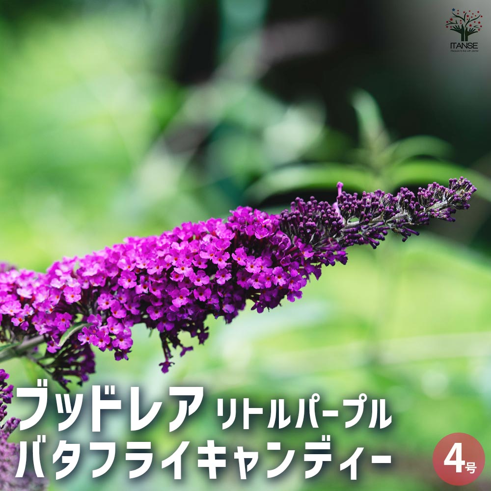楽天市場】ブッドレア 苗 ピンクデライト 4号 藤うつぎ 香りの花