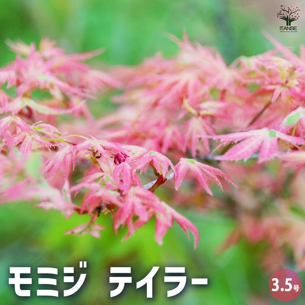 楽天市場】もみじ テイラー 10.5cmポット 紅葉 モミジ 庭木 苗木