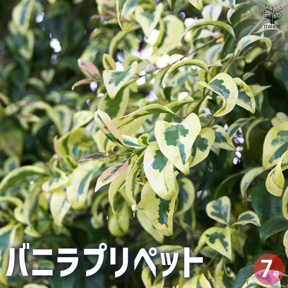 【送料無料】バニラプリペット 花木苗 7号 1個売り 送料無料 即納