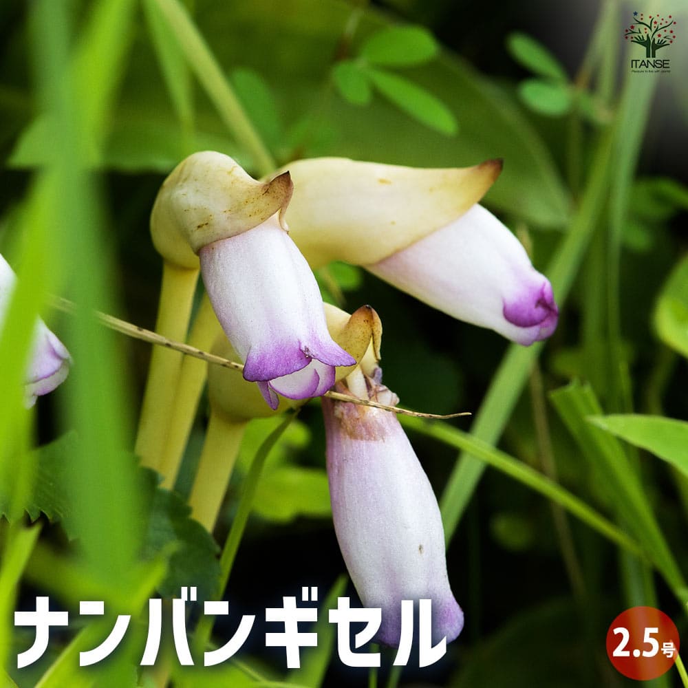 蓮華さん専用フランキンセンス3本 蓮華さん専用フランキンセンス3本 蓮華さん専用フランキンセンス