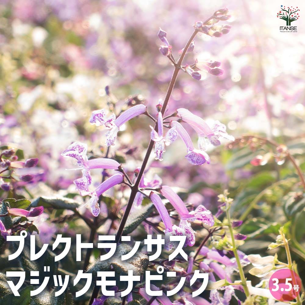 楽天市場】大輪 プレクトランサス マジックモナ パープル 3.5号ポット