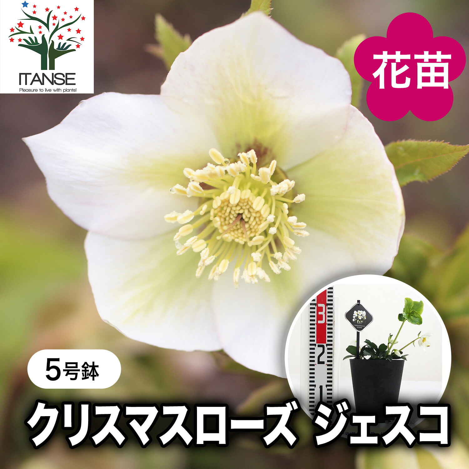 楽天市場】【送料無料】クリスマスローズ ウィンターゴールド 花苗 5号