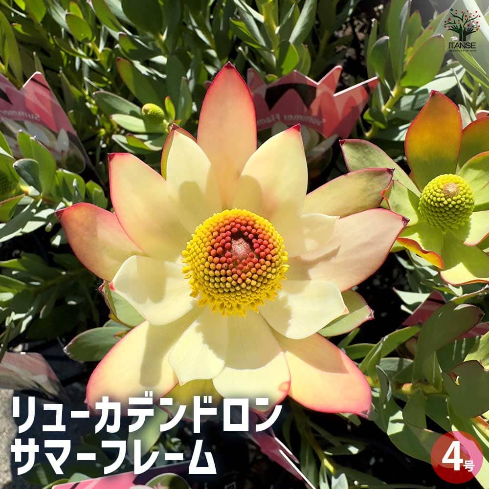 楽天市場】2024年NEW リューカデンドロン サファリサンセット