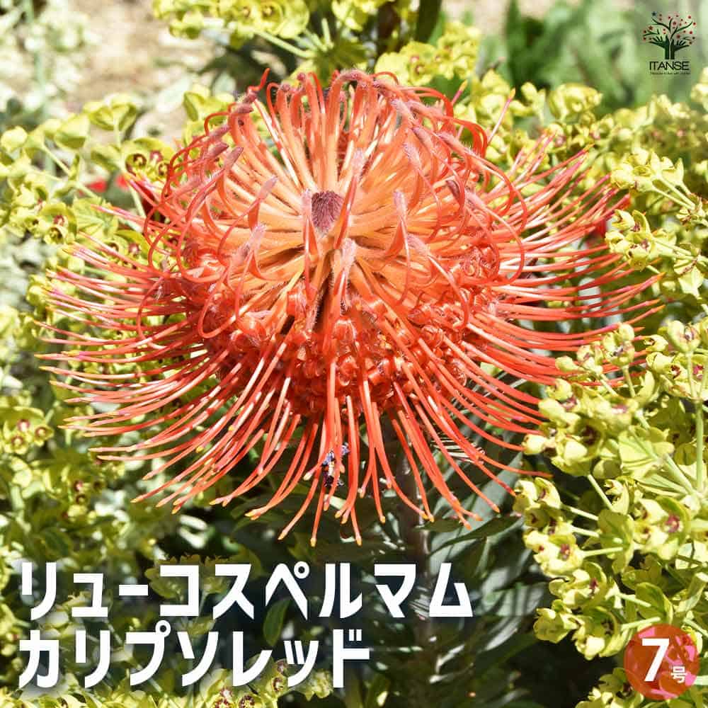 【送料無料】リューコスペルマム カリプソレッド 花木苗 7号鉢 1個売り 花苗 花の苗 花木の苗 花木 リューコスペルマム ピンクッション レウコスペルマム 送料無料 即納