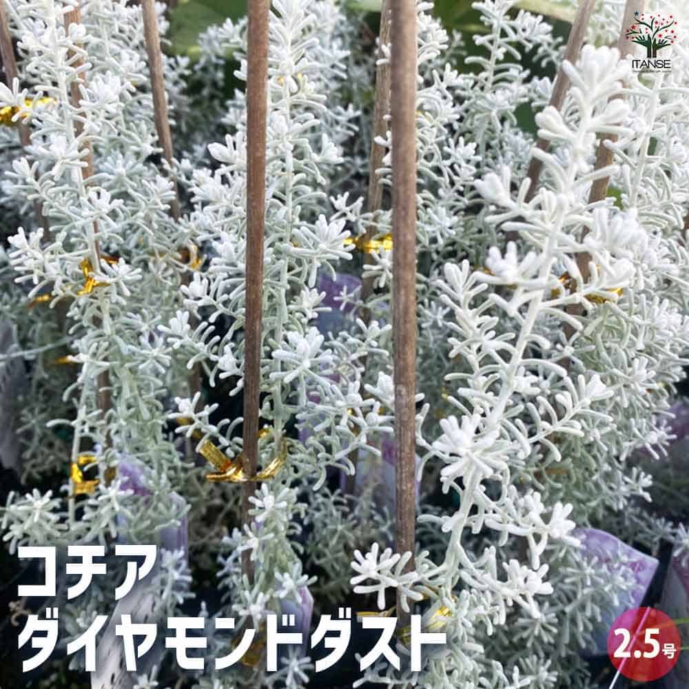 【楽天市場】【マラソン期間P5倍】コチア ダイヤモンドダスト 花木苗 2.5号ポット 花苗 花の苗 家庭菜園 ガーデニング プランター 寄植え ...