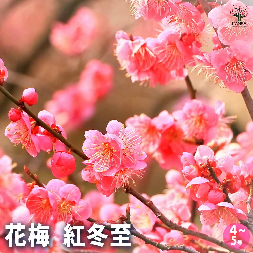 送料無料　古相馬焼　盛上げ梅小鳥花入れ・花瓶　高26.5ｃｍ 送料無料 古相馬焼 盛上げ梅小鳥花入れ・花瓶 高26.5cm Yahoo