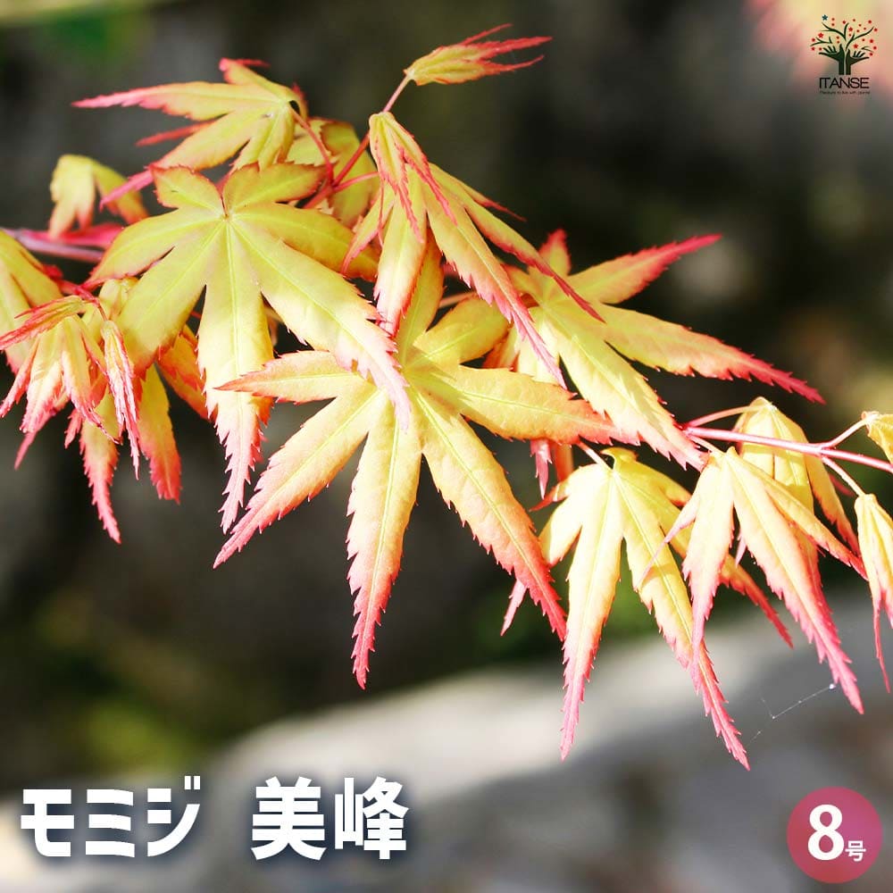 観葉草木特集